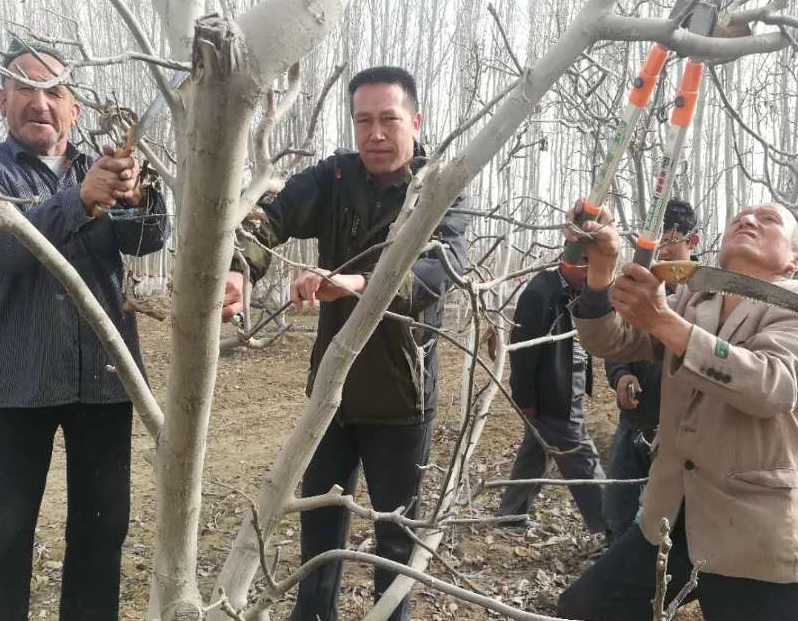 阿克苏市水利局驻村工作队邀请核桃树修剪专家为村民现场培训核桃树