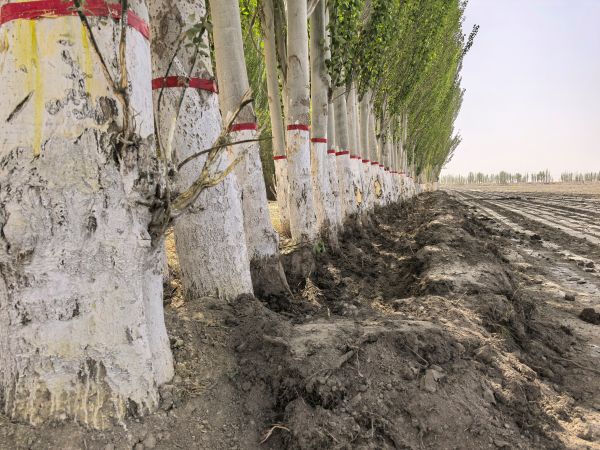 04151744722773404376.jpg IMG_20250415_163104.jpg