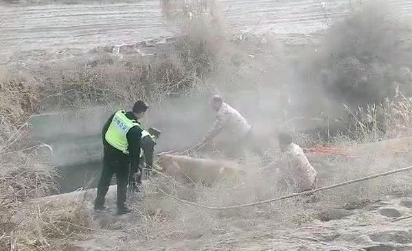 04141776162131455594.jpg 民辅警在水渠边救牛画面.jpg